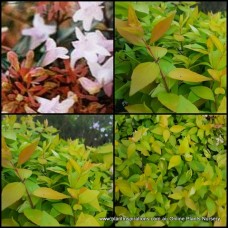 Abelia Keat's Gold x 1 Plants Dwarf Hardy Glossy Leaved Shrubs White Pink Flowering grandiflora nana Hedge Screening Hedging Keats Border Flowers